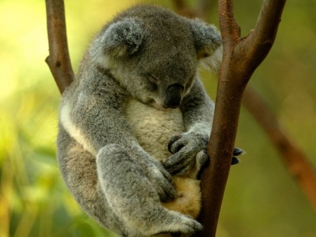Rencontre avec les kangourous et les koalas