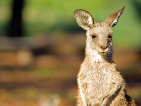 Dans les terres du Queensland