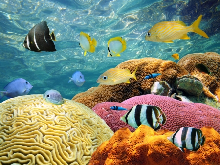 Exploration aquatique