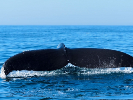 Le chant des baleines