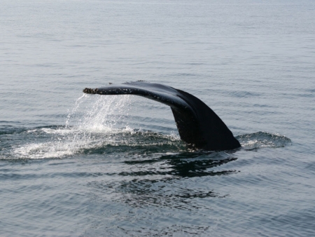Le chant des baleines