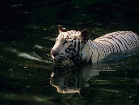 Arrivée au parc national Bandhavgarh