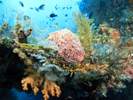 Croisière vers l’île de Lembongan