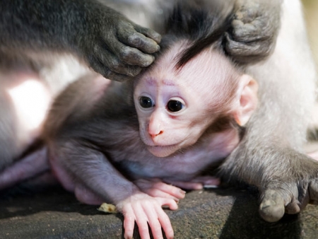 Forêt des singes jusqu’aux chutes d’eau au pied du Mont Rinjani