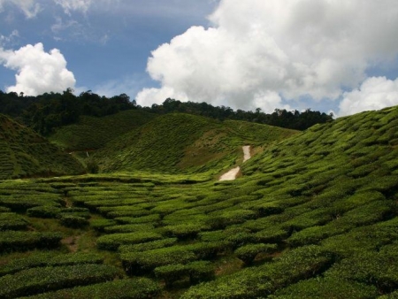 Au cœur des Cameron Highlands