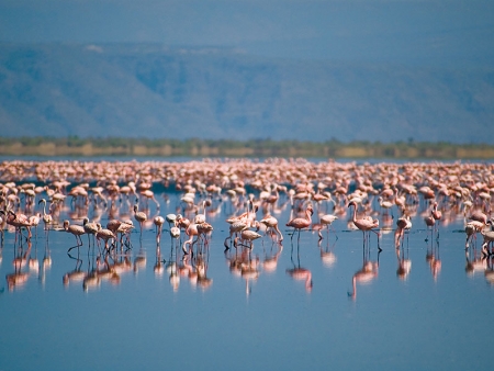 Le spectacle des flamants roses