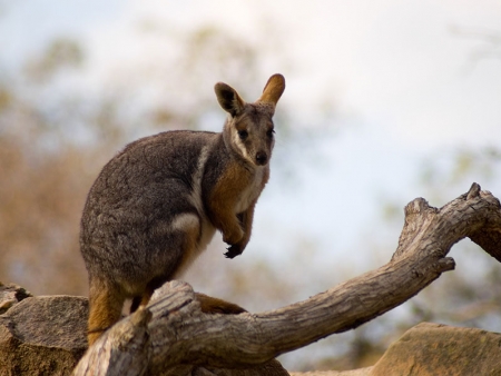 A la rencontre des kangourous
