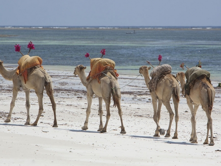 Fonds marins et escale sur Wasini