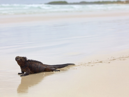Tortues géantes de Santa Cruz
