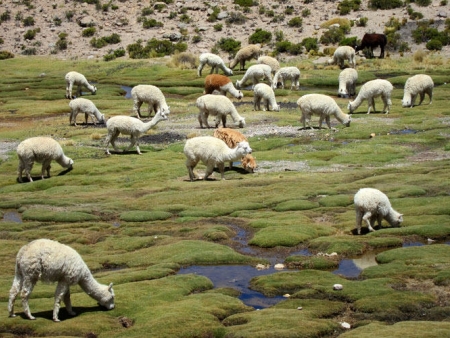 Arequipa, la blanche des Andes