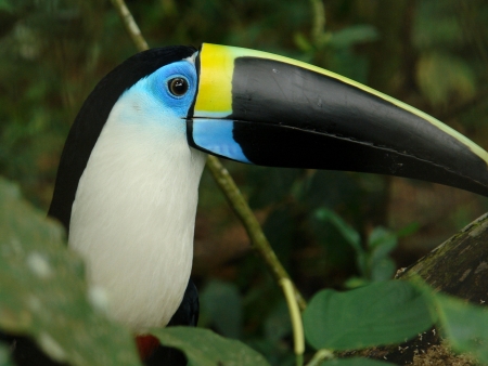 Une journée en forêt amazonienne