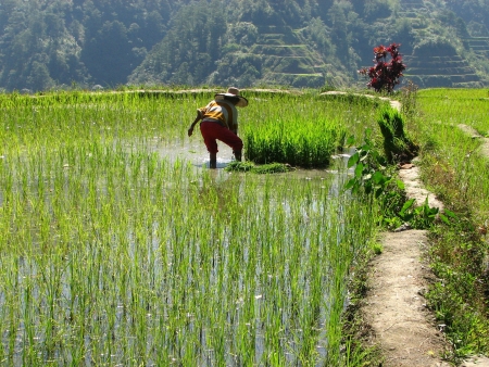 Rizières de Banaue
