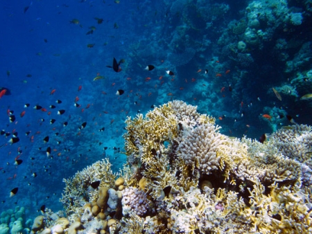 Exploration des fonds marins