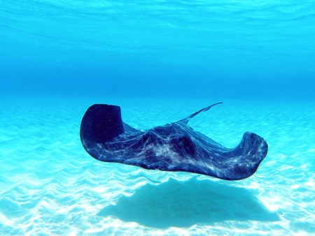 Exploration des fonds marins