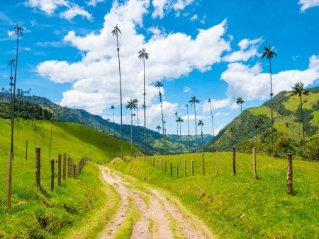 La Vallée de Cocora