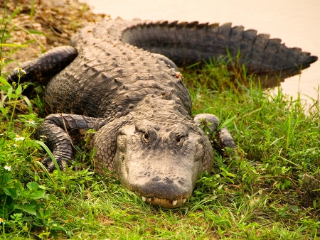 Everglades et Naples Naples