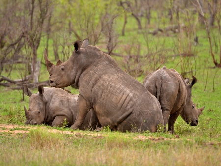 Les Big Five au Parc National Kruger