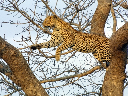 Safari