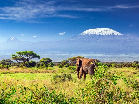 Amboseli, ou les troupeaux paissant devant le Kilimandjaro
