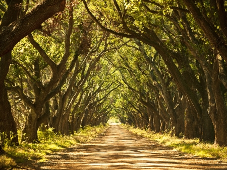 Visite des plantations (195km)