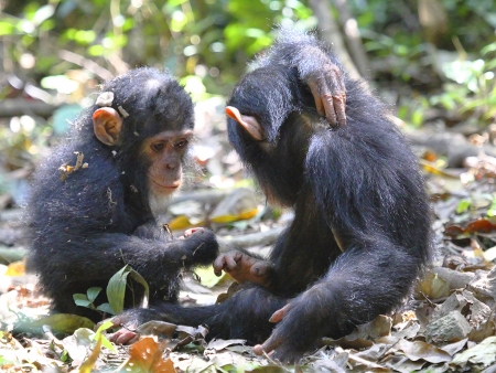 Aux pieds du Mont Kenya, le sanctuaire des chimpanzés