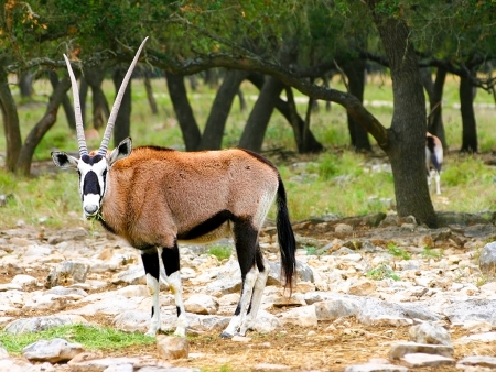 Arrivée en Tanzanie, safari en terre Masaï