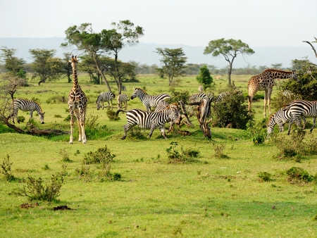 Safari dans le légendaire Masai Mara