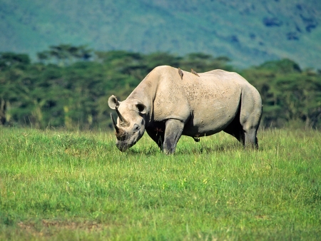 Immersion dans le merveilleux cratère Ngorongoro