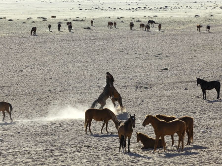 Les chevaux sauvages du Namib