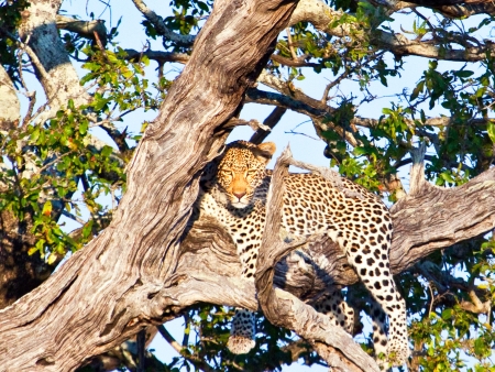 Paysages lunaires d’Etosha (300 km)