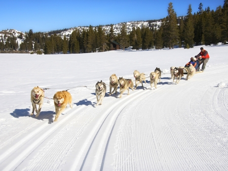 Balade en Chiens de Traineau