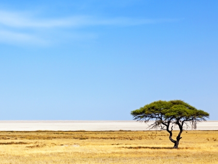 Paysages lunaires d’Etosha (350 km)