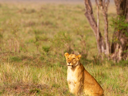Paysages lunaires d’Etosha (350 km)