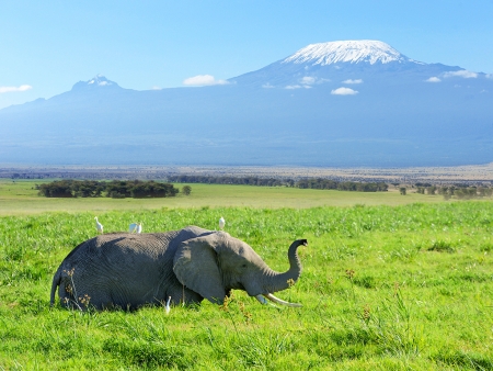 Amboseli, ou les troupeaux paissant devant le Kilimandjaro
