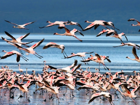 Le spectacle des flamants roses