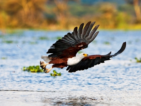 Excursion en bateau le long des rives fleuries du Lac Naivasha