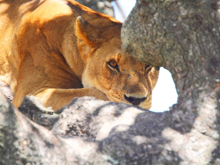 Safari dans la savane