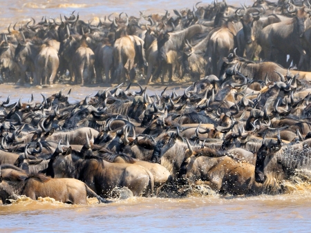 Poursuite de votre découverte du Masai Mara