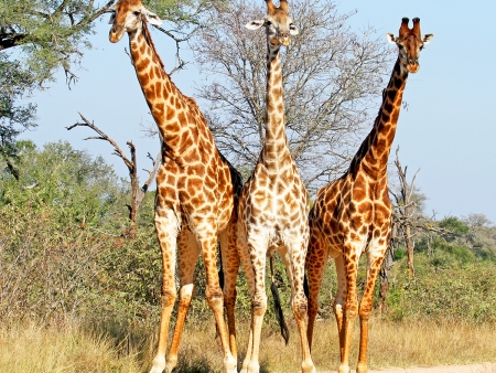 Journées entières de safari ( 134 km)