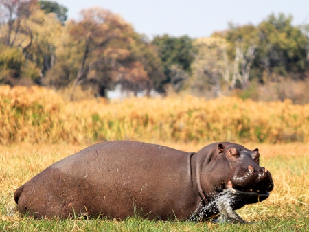 Paysages luxuriants de la Bande de caprivi (215km)