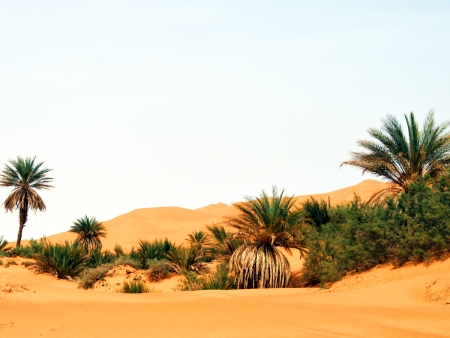 Immersion dans le Désert du Namib (360 km)