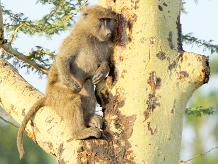 La découverte du parc Manyara