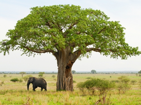 Au bord de la rivière Tarangire