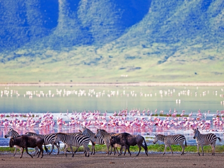 Safari en terre Masaï