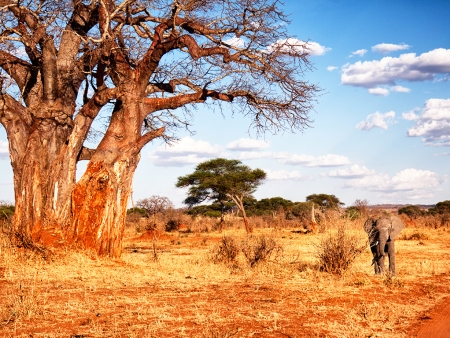 Au bord de la rivière Tarangire