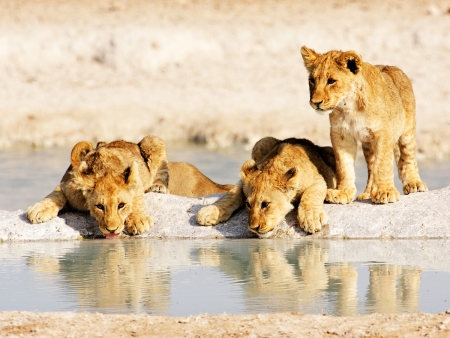 Journées entières de safari