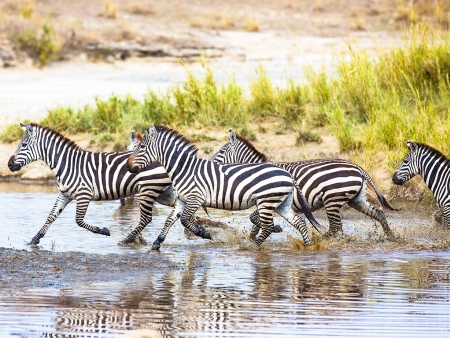 La grande migration