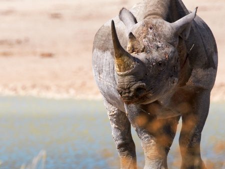Sur les traces des rhinocéros noirs