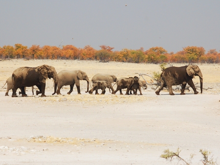 Safari dans le lit de la rivière Hoarusib